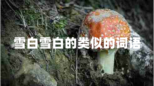 雪白雪白的類似的詞語
