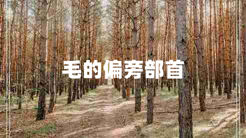 毛的偏旁部首