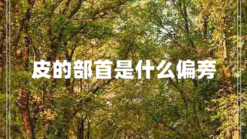 皮的部首是什么偏旁