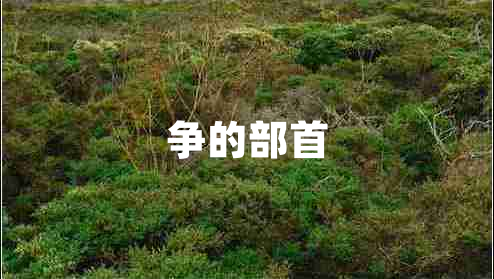 爭(zhēng)的部首