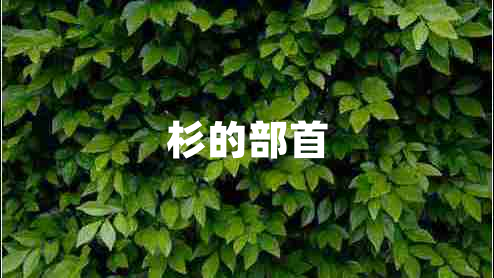 杉的部首
