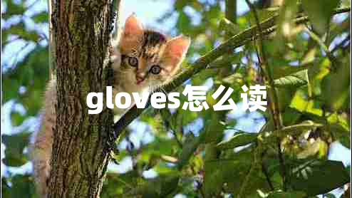 gloves怎么讀