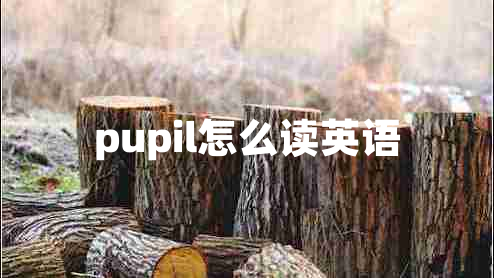 pupil怎么讀英語