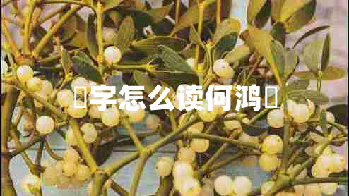 燊字怎么讀何鴻燊