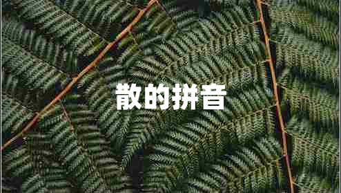 散的拼音 散的拼音