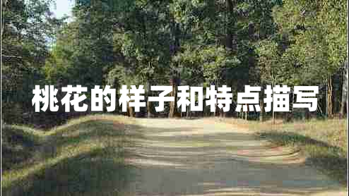 桃花的樣子和特點(diǎn)描寫 桃花的樣子和特點(diǎn)描寫