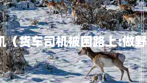 吃播貨車司機(jī)(貨車司機(jī)被困路上:做野餐直播走紅) 吃播貨車司機(jī)(貨車司機(jī)被困路上:做野餐直播走紅)