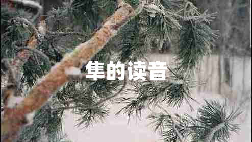 隼的讀音 隼的讀音