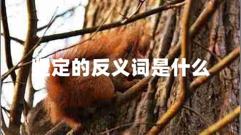 堅定的反義詞是什么