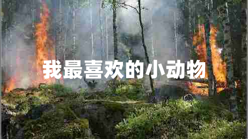 我最喜歡的小動物