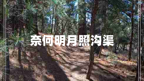 奈何明月照溝渠