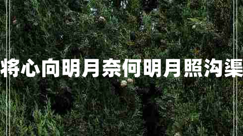 我本將心向明月奈何明月照溝渠意思