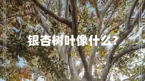 銀杏樹葉像什么?