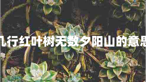 幾行紅葉樹無數(shù)夕陽山的意思