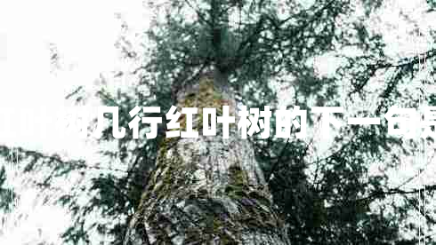 幾行紅葉樹幾行紅葉樹的下一句是什么