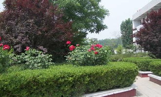 夏天的校園100作文怎么寫(xiě)