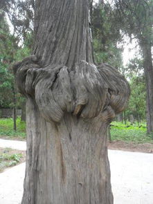 作文我們校園的柏樹