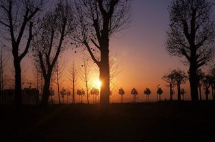 校園的落日作文