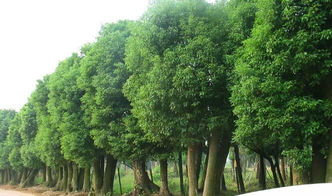 校園的香樟樹作文300