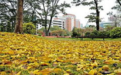 永春,作文,校園