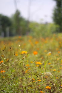 作文,花花草草,校園