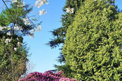 秋天校園里的花草樹木作文