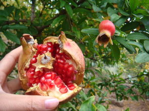 摘校園石榴作文