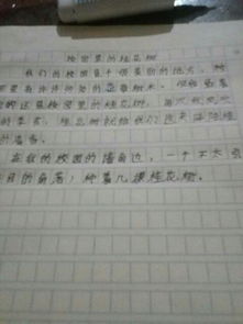校園里的桂花怎么寫作文