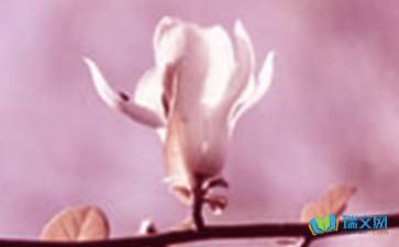 校園里的玉蘭花作文500字,校園里的玉蘭花的作文300字,美麗的玉蘭花作文300字