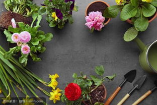 描寫(xiě)校園的植物的400字作文