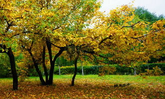 校園秋景200字作文用上修辭手法