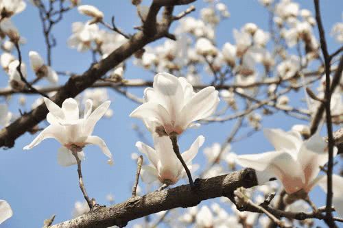 校園里的玉蘭樹作文550