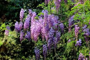 作文,紫藤,校園里,高中