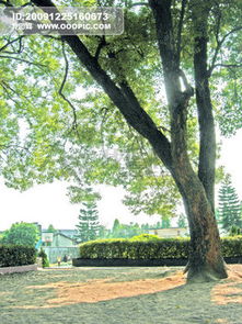 作文校園樟樹(shù)