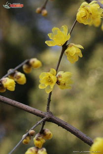 小學(xué)生作文校園新事