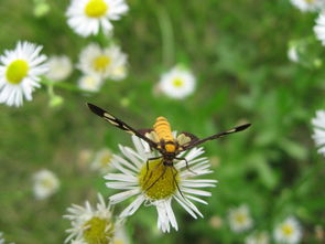 描寫花花草草的作文,花花草草的自述作文,花花草草的作文300字
