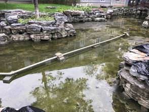 校園環(huán)境水池作文