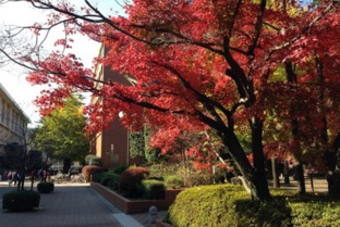 作文,描寫,秋天,初中