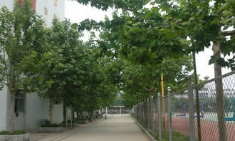 小學(xué)同學(xué)校園生活的作文400字作文