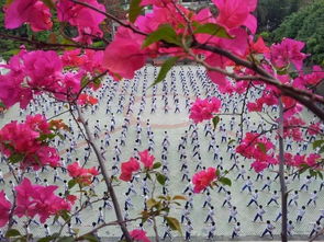 校園春色寫景作文初中