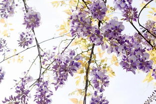 校園里的紫藤長廊作文