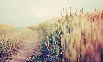 校園里秋天景色的作文600字初中作文