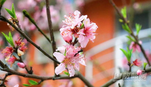 美麗的桃花林作文,描寫(xiě)桃花林的作文,桃花林作文400字