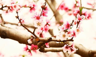 描寫(xiě)校園的桃花作文三級(jí)