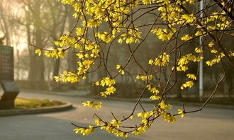 校園春天的傍晚作文300字