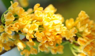 校園生活作文桂花