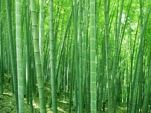 校園一隅竹子的作文600字