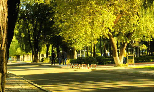 環(huán)境校園800字作文