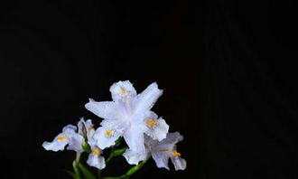 校園夏季的作文350字