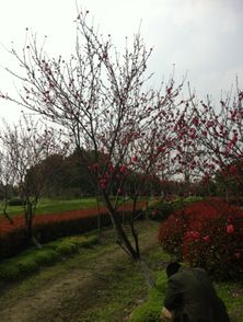 校園風(fēng)景開頭作文